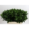 Ruscus Hypophyllum