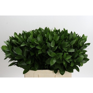 Ruscus Hypophyllum