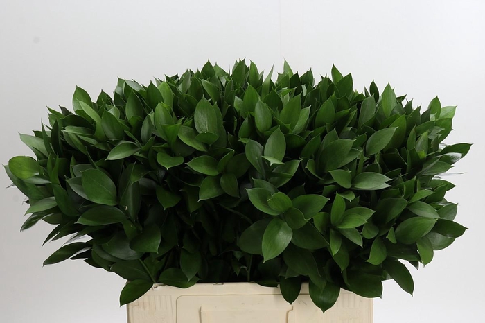 <h4>Ruscus Hypophyllum</h4>