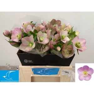 HELL OR QUEENS L PIN