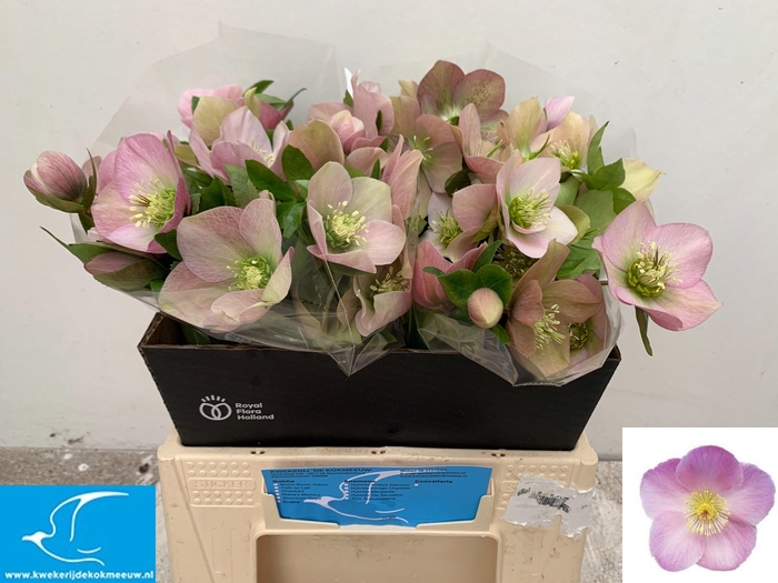 <h4>HELL OR QUEENS L PIN</h4>