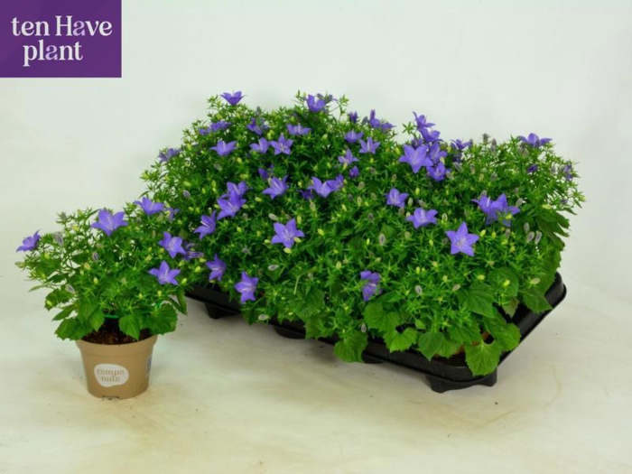 <h4>CAMP IS NAPOLI</h4>