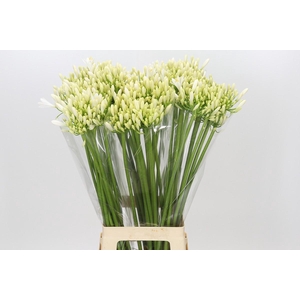 Agapanthus Gletsjer