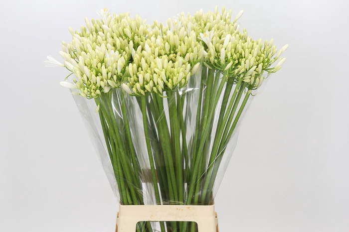 Agapanthus Gletsjer