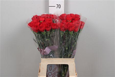 <h4>Di St Don Pedro</h4>