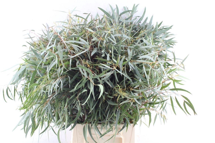 <h4>EUCA NICHOLII</h4>