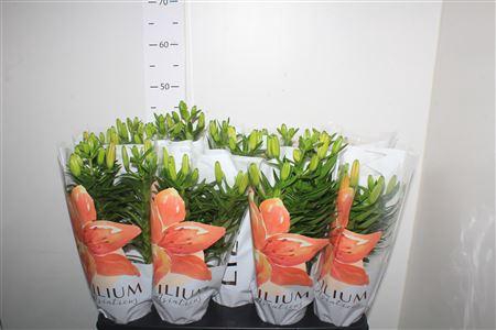 <h4>Lil As Gemengd 3 Branche</h4>