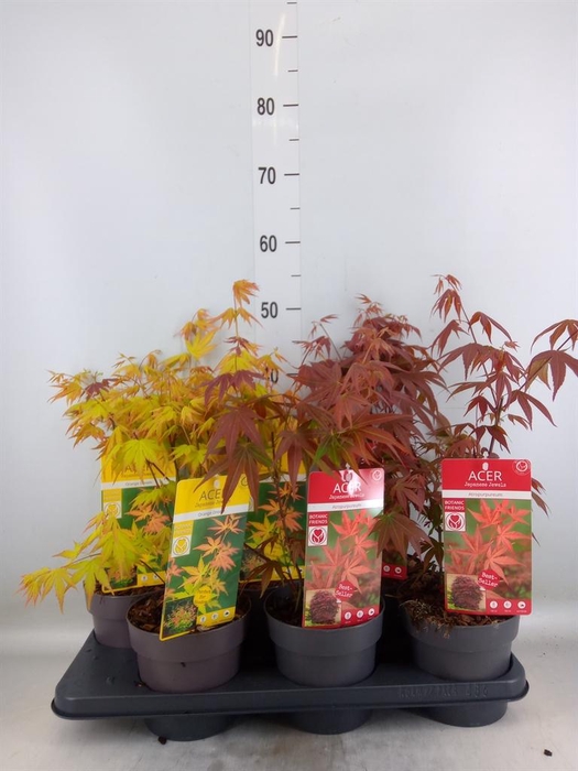 <h4>Acer palmatum</h4>