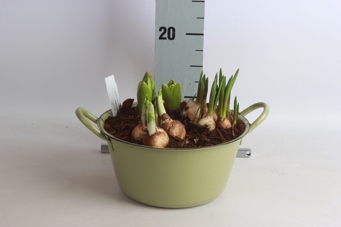 <h4>ARR BOL KNOLGEWAS</h4>