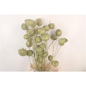 Ascl. Moby Dick Olive Metallic