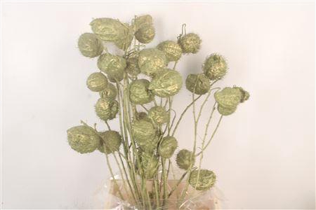 <h4>Ascl. Moby Dick Olive Metallic</h4>