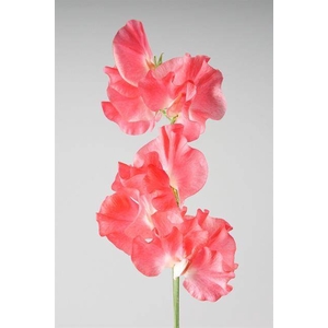 LATHYRUS OD NEON SALMON