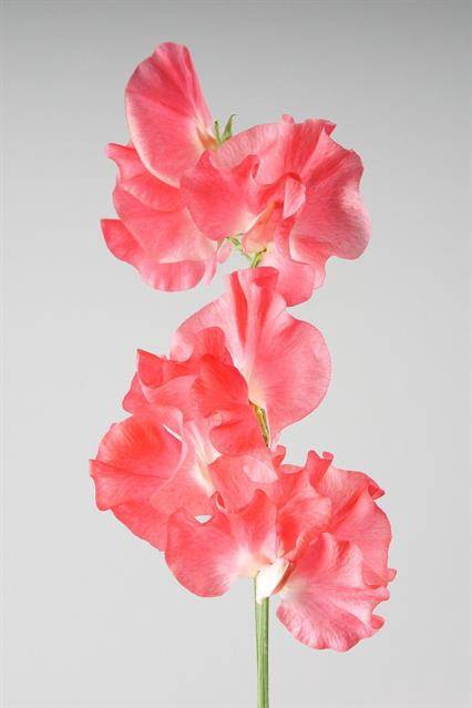 <h4>LATHYRUS OD NEON SALMON</h4>