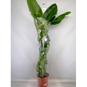 Strelitzia nicolai