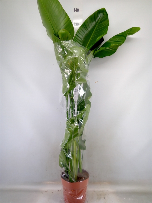 <h4>Strelitzia nicolai</h4>