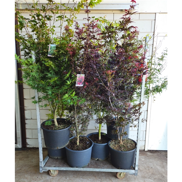 <h4>Acer palmatum Mix C35/43cm</h4>
