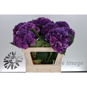 Hydrangea saint tropez