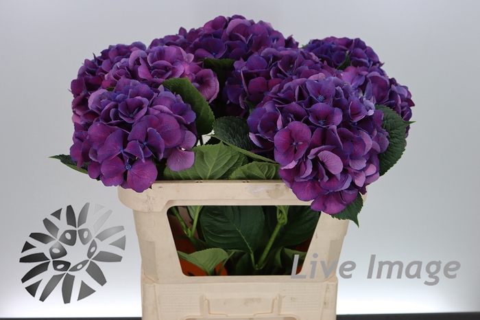 <h4>Hydrangea saint tropez</h4>