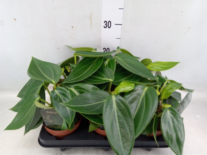 <h4>Peperomia</h4>