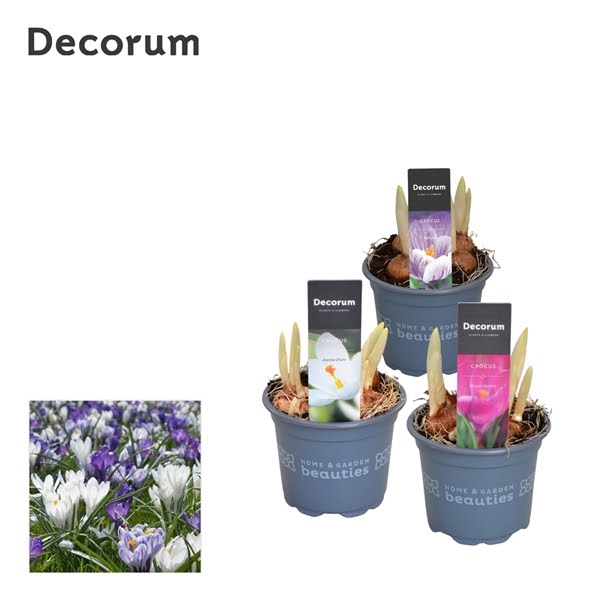 <h4>Crocus Mix</h4>