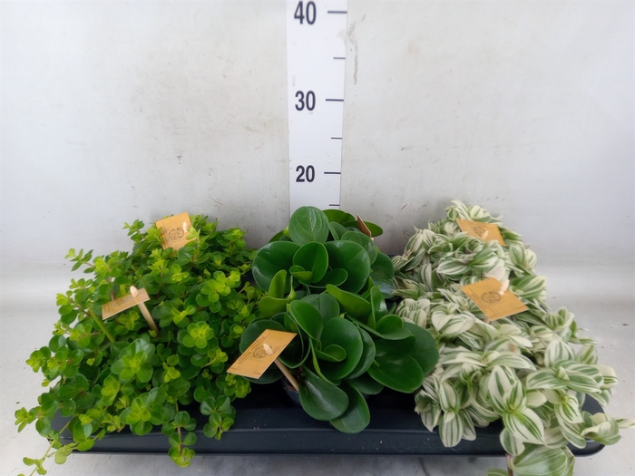 <h4>Planten  ..mix</h4>