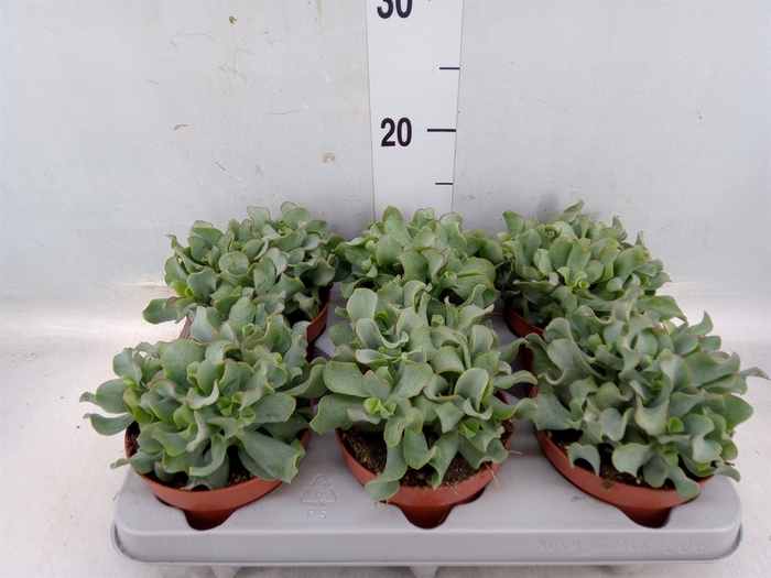 <h4>Crassula arborescens 'Curly'</h4>