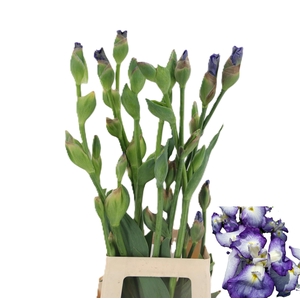 IRIS BUITEN OV