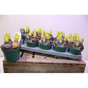 Hyacin Pot Gem 3 Kl
