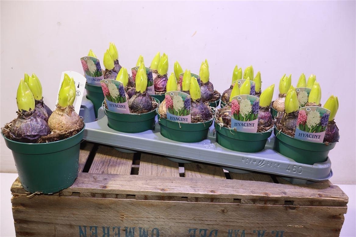 <h4>Hyacin Pot Gem 3 Kl</h4>