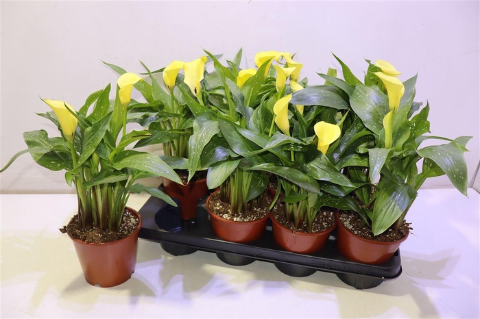 <h4>Zant Sunclub</h4>