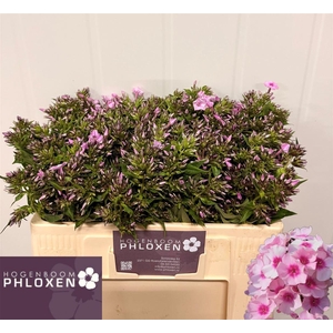 Phlox P Sweet Lexy