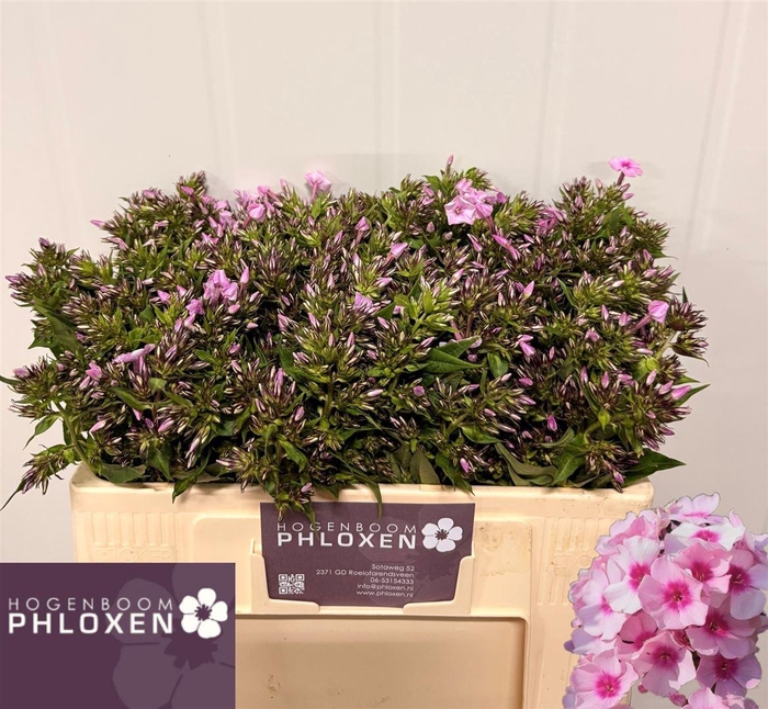<h4>Phlox P Sweet Lexy</h4>