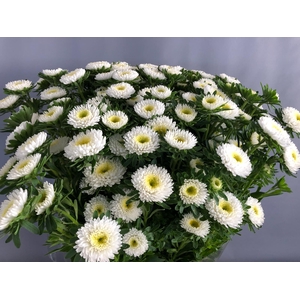 Callistephus Matsumoto White (x bunche)