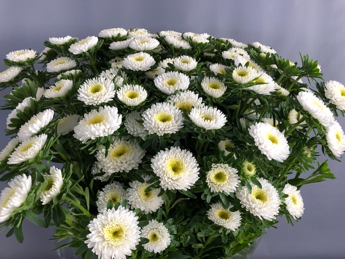 <h4>Callistephus Matsumoto White (x bunche)</h4>