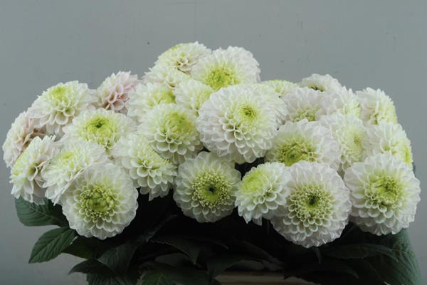 <h4>Dahl  Caro L55</h4>