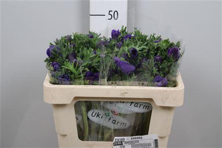 <h4>Anem Co Galil Blauw</h4>