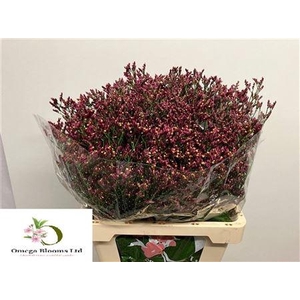 LIM SIN SCARLET DIAMOND 60/20GR