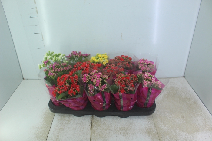 <h4>KALANCHOE DOBRADO P11</h4>