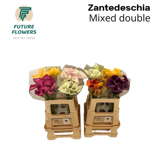 <h4>Zant Ov Gem Mix Calla Double</h4>