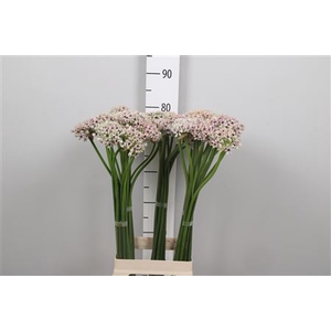 Allium Silverspring
