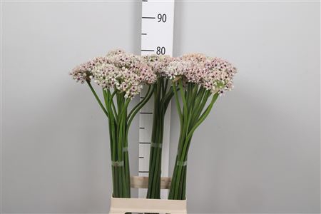 <h4>Allium Silverspring</h4>