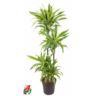 <h4>90-60-30-15 4 stek/pot</h4>