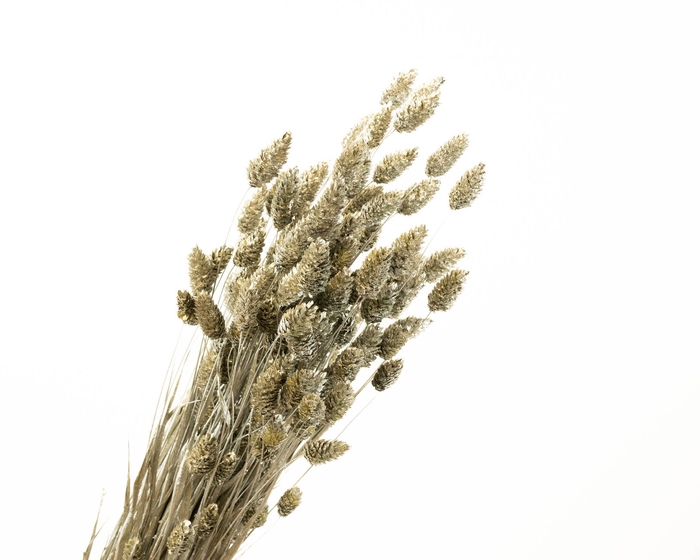 <h4>Phalaris Platinum</h4>