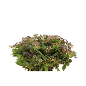 Viburnum Bes Blauw ( Staalbes )