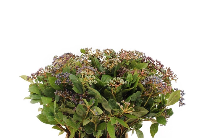 <h4>Viburnum Bes Blauw ( Staalbes )</h4>