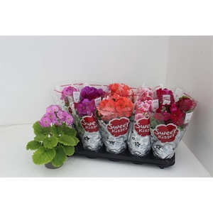 Primula obconica Sweet Kisses Amore mix 12Ø 30cm