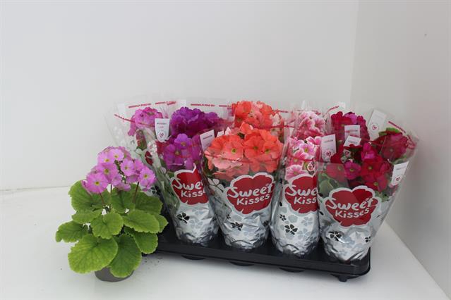 Primula obconica Sweet Kisses Amore mix 12Ø 30cm