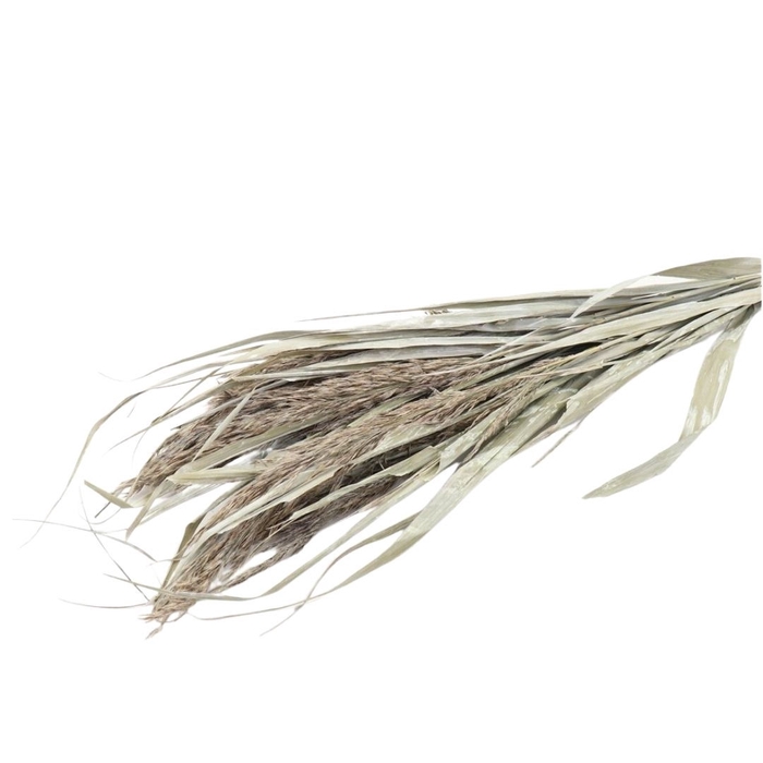 Dried flowers Ornamental grass 70cm