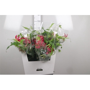 Gloriosa Rothschild Long