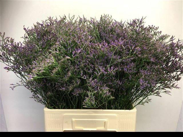 <h4>LIM MAINE BLUE</h4>